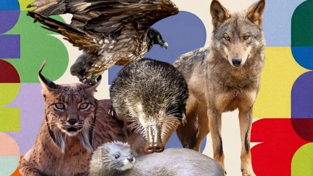 WWF pide evaluar el impacto de los incendios en las especies m&aacute;s vulnerables de la fauna ib&eacute;rica - Montaje de fotos de WWF