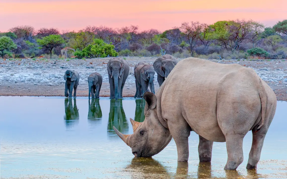 Un rinoceronte bebiendo agua frente a elefantes en el Parque Nacional de Etosha, Namibia. / Adobe Stock
