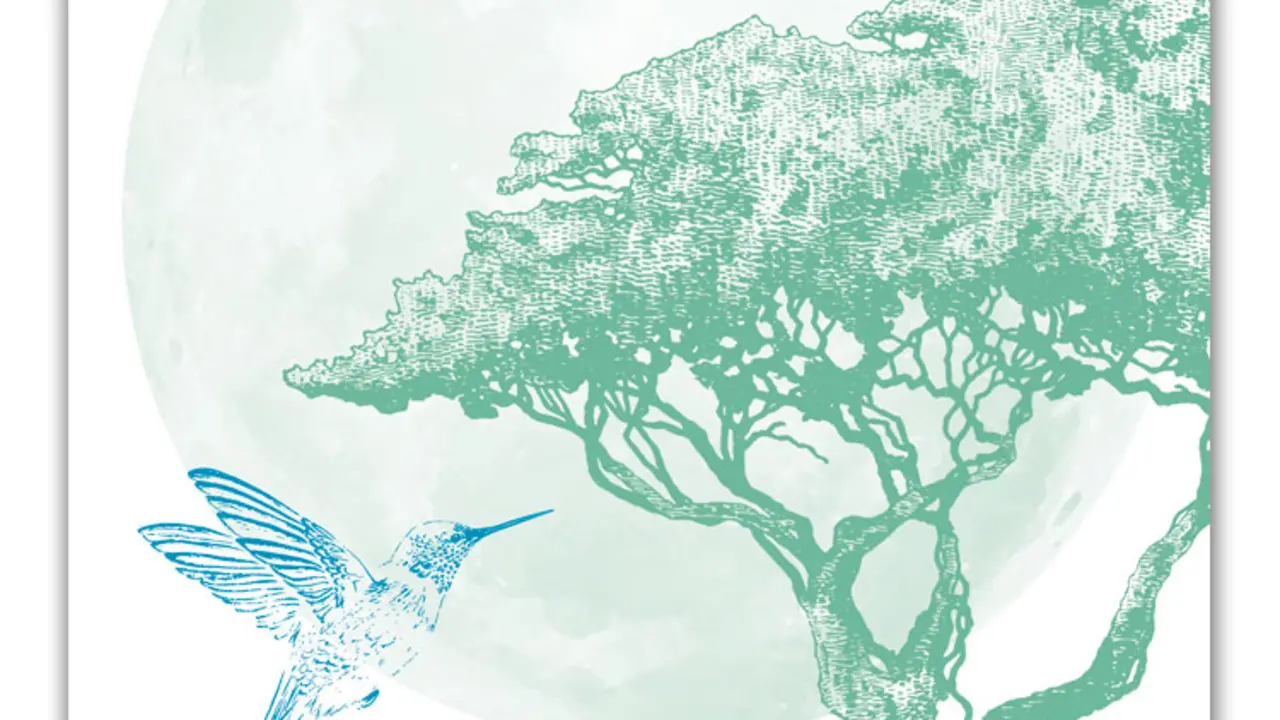 el_colibri_y_la_acacia