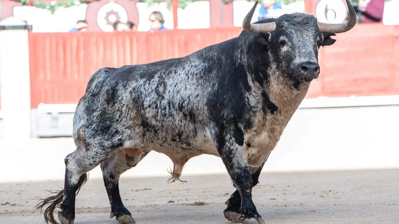 Uno de los toros lidiados este 2 de mayo en Madrid ante m&aacute;s de 18.000 espectadores - Foto de Plaza1/ Plaza de toros de Las Ventas