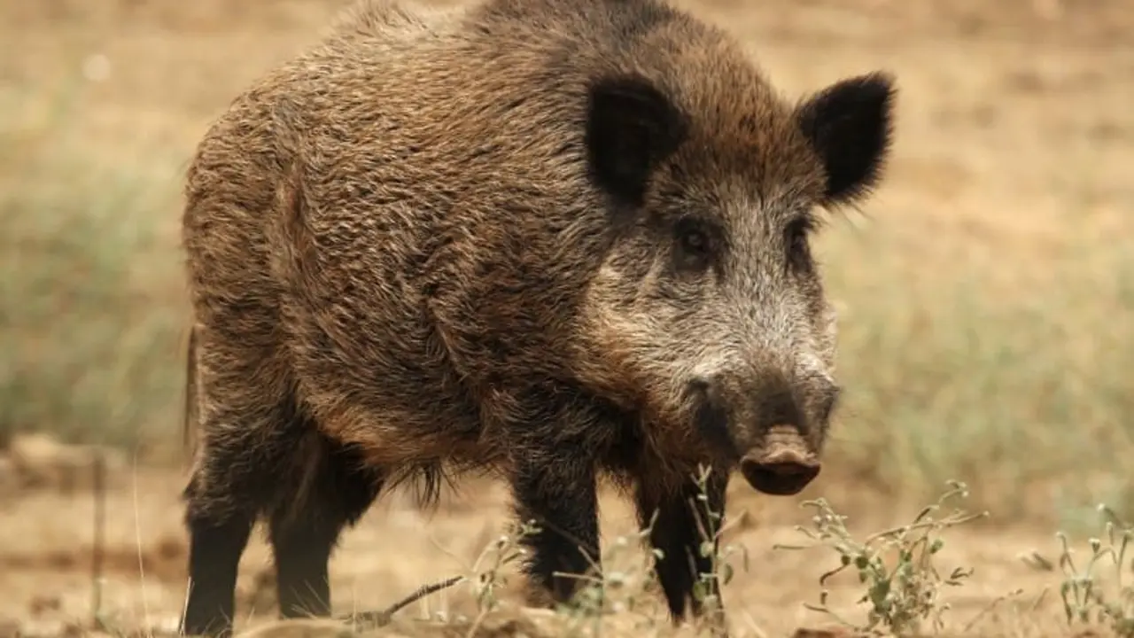 Jabal&iacute; - Ayuntamiento de Madrid
