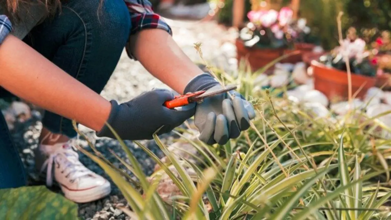 Empleo - Jardiner&iacute;a - Freepik