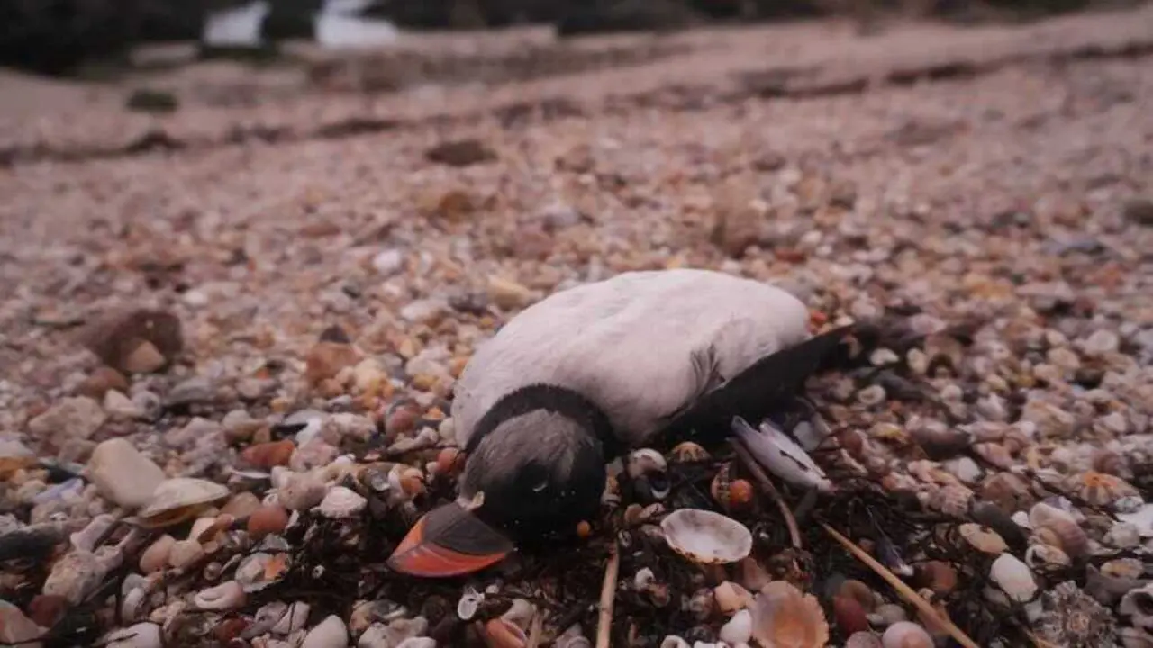 Frailecillo en Galicia - Foto de Paulo Lago (Sociedad Espa&ntilde;ola de Ornitolog&iacute;a SEO-Birdlife)
