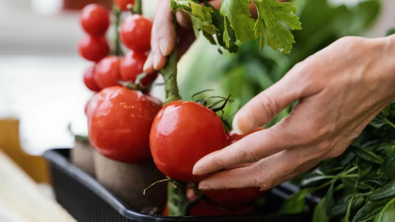 Industria agroalimentaria - Freepik