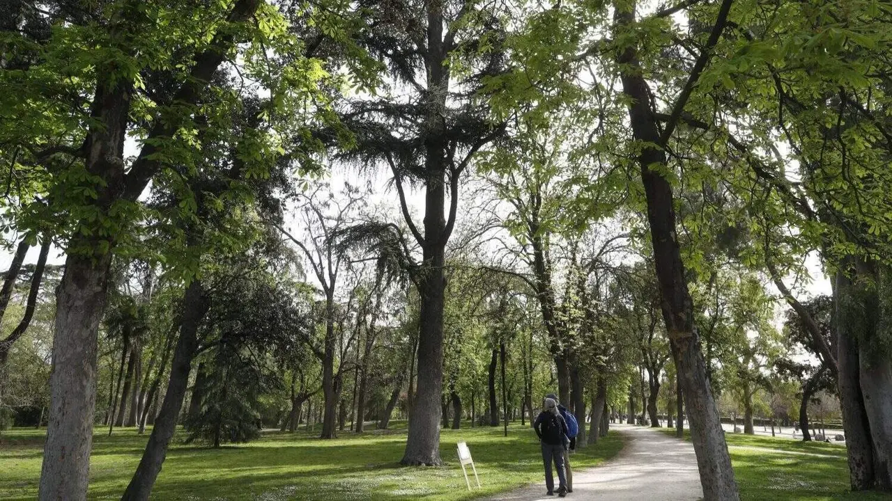 Arbolado parque del Retiro (imagen de archivo)