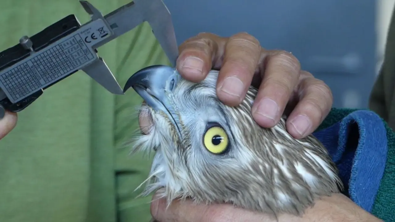 &Aacute;guila culebrera - Foto Comunidad de Madrid
