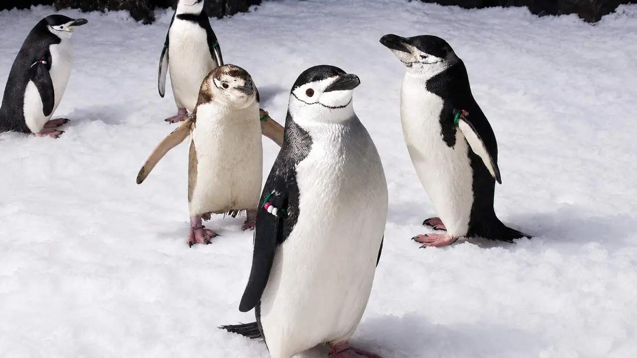 Faunia ping&uuml;inos acogidos del Katrina