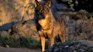 Lobo ib&eacute;rico - Foto de Jorge Sierra