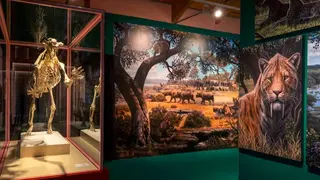 Taller Dientes de sable, depredadores del pasado en el MARPA - Foto Comunidad de Madrid