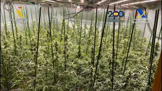 Cultivo marihuana - Foto del Ministerio del Interior