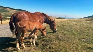 Caballos - Foto Comunidad de Madrid