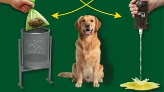 Cartel Campa&ntilde;a Concienciaci&oacute;n Bienestar Animal 2026 - Imagen del Ayuntamiento de Parla