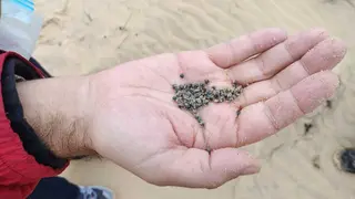 Nido de los halcones peregrinos en Zamora | Foto de SEO/BirdLife