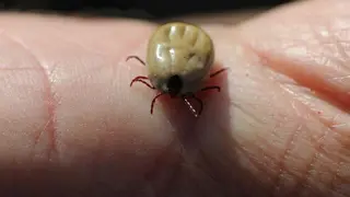 garrapata