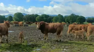 ASAJA exige un cambio de rumbo a Agricultura ante el cierre anual del 10% de las explotaciones ganaderas - Foto de ASAJA