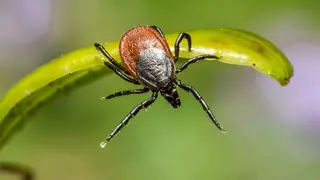 Las enfermeras alertan de un aumento de garrapatas por el calor y recomiendan extremar la prevenci&oacute;n - Foto del Consejo General de Enfermer&iacute;a de Espa&ntilde;a