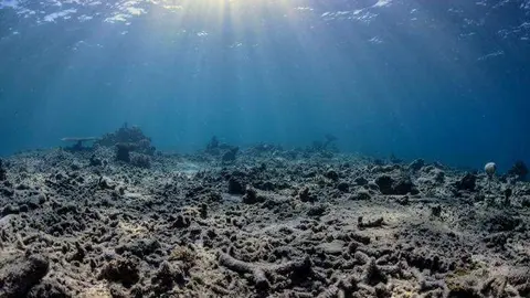 Un arrecife de coral da&ntilde;ado en la isla de C&eacute;lebes (Indonesia) - Foto deThe Ocean Agency