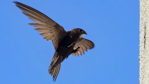 Reintroducción de vencejos - Foto Comunidad de Madrid (  shutterstock)