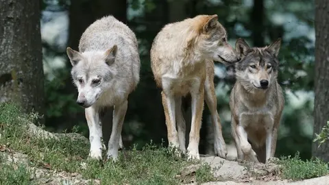 Madrid duplica las ayudas para prevenir ataques de lobos a la ganadería