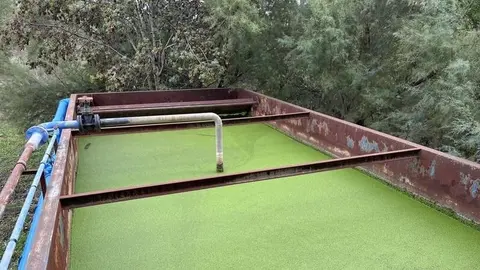 Madrid investiga la eliminación de residuos farmacéuticos en el agua con plantas y microorganismos