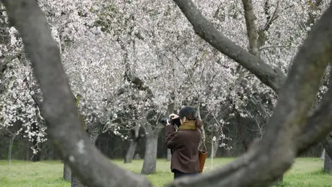 La Quinta de los Molinos renueva su almendral para mantener el espectáculo de su floración