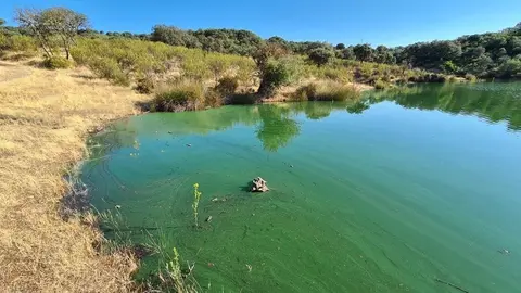 Proliferación masiva de cianobacterias y acumulados en la orilla del embalse de Torrejón-Tajo dentro de los límites del Parque Nacional de Monfragüe - Dr. Antonio Quesada, junio de 2021