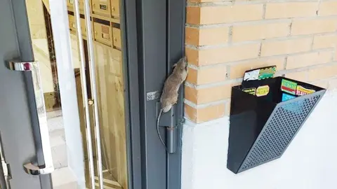 ratas en Barrio de los Puertos - FRAVM