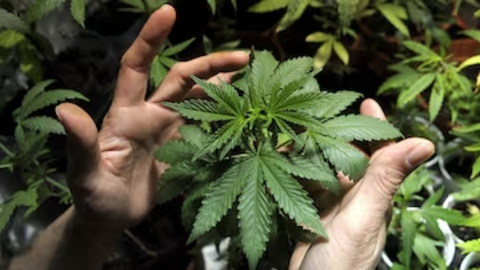 legalizarse la marihuana