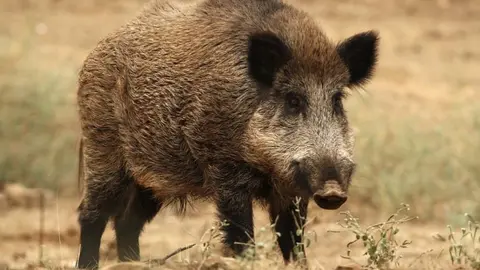 Jabalí - Ayuntamiento de Madrid
