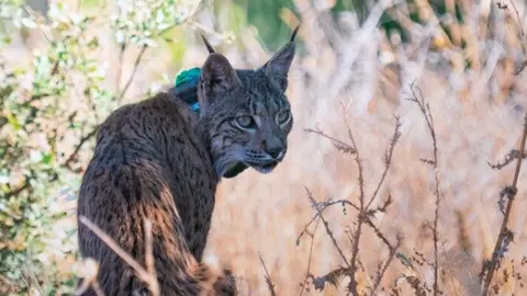 Lince - Foto Comunidad de Madrid