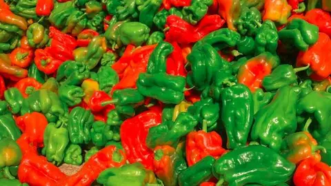 Pimiento morrón
