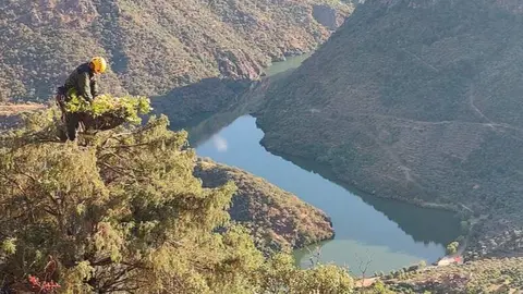 El Cuerpo de Agentes Forestales regional colabora en un programa europeo para la recuperación de esta especie en Portugal - Foto Comunidad de Madrid