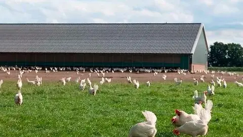Gallinas al aire libre | Foto de Equalia