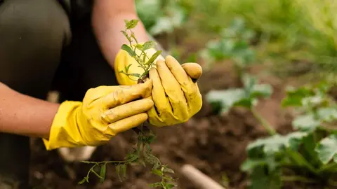 Agricultura - Freepik