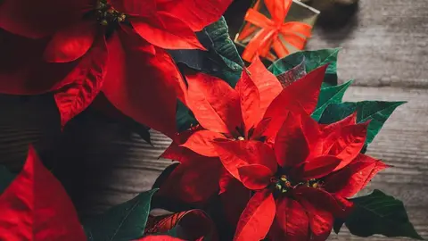 Día Internacional de la Flor de Pascua