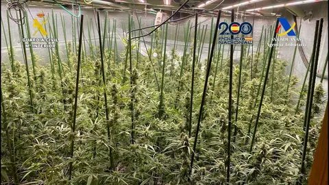 Cultivo marihuana - Foto del Ministerio del Interior