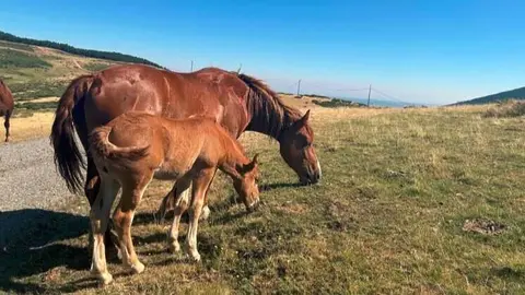 Caballos - Foto Comunidad de Madrid