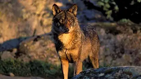 Lobo ib&eacute;rico - Foto de Jorge Sierra