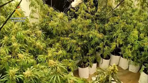 Detenidos en Paracuellos del Jarama por cultivar m&aacute;s de 2.200 plantas de marihuana en una vivienda - Guardia Civil