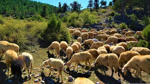 Ovejas - Comunidad de Madrid