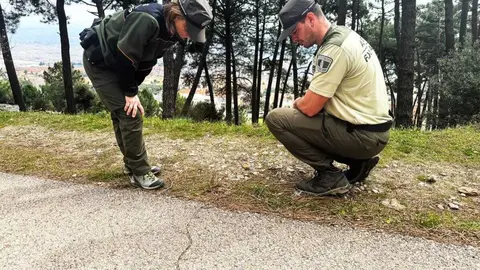 Control de la procesionaria - Foto de la Comunidad de Madrid