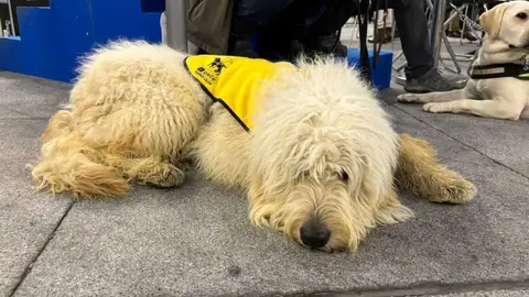 Un perro gu&iacute;a - Foto de Servimedia