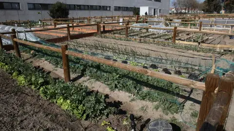 Huertos urbanos sector 3 Getafe - Foto del Ayuntamiento de Getafe