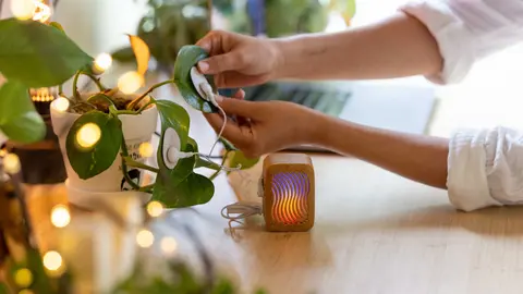 Joe Patitucci, sesi&oacute;n musical a prop&oacute;sito de su proyecto &lsquo;PlantWave&rsquo;