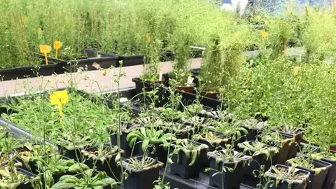 Plantas &lsquo;Arabidopsis thaliana&rsquo; en el laboratorio del IBMCP