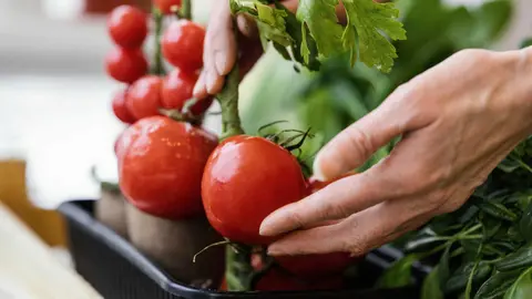 Industria agroalimentaria - Freepik