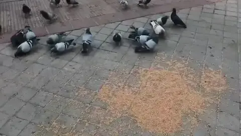 invadidos palomas