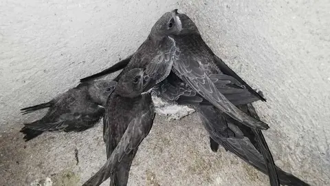 Cr&iacute;as de vencejo