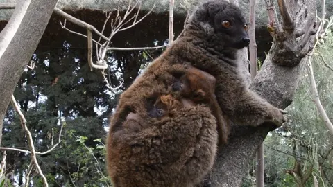 l&eacute;mur cara blanca - Foto de Faunia