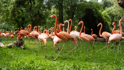 Flamencos - Zoo Aquarium